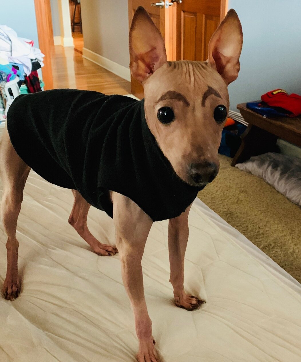 Father Stephen Jones’s dog, Trebby, is an American hairless terrier. He has no fur, including eyebrows, so the Jones children occasionally draw expressive eyebrows on him using water-soluble, nontoxic ink.